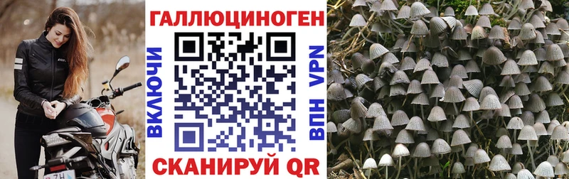 купить наркоту  Кировск  hydra ссылки  Галлюциногенные грибы мицелий 